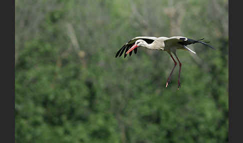 Weißstorch (Ciconia ciconia)