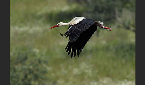 Weißstorch (Ciconia ciconia)