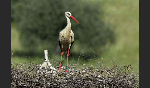 Weißstorch (Ciconia ciconia)