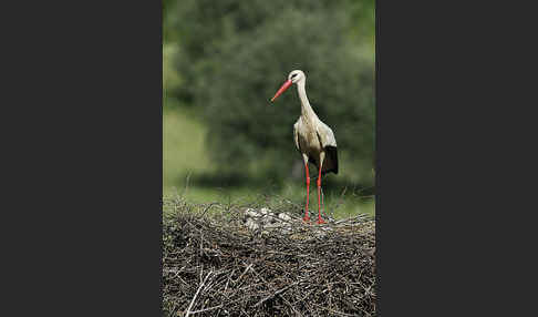 Weißstorch (Ciconia ciconia)