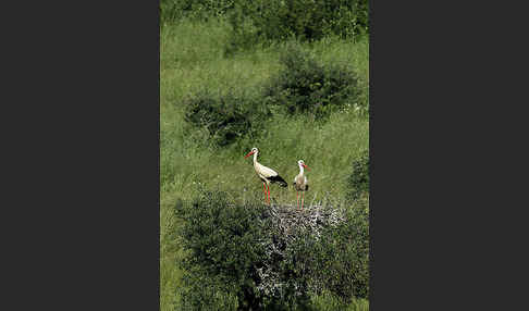 Weißstorch (Ciconia ciconia)