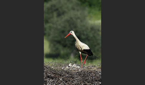 Weißstorch (Ciconia ciconia)