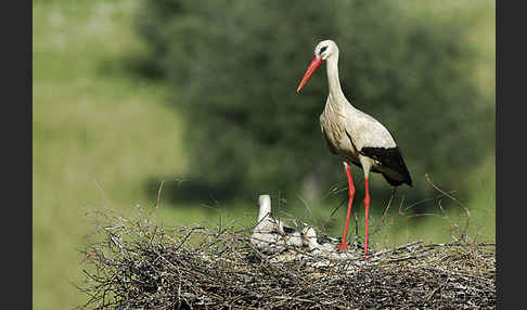 Weißstorch (Ciconia ciconia)