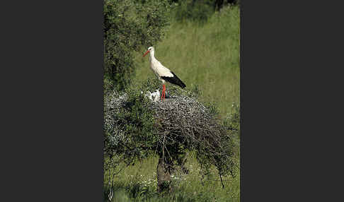 Weißstorch (Ciconia ciconia)