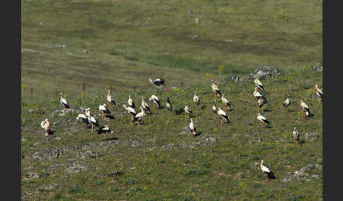 Weißstorch (Ciconia ciconia)