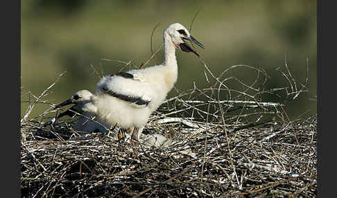 Weißstorch (Ciconia ciconia)