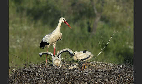 Weißstorch (Ciconia ciconia)