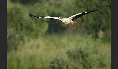 Weißstorch (Ciconia ciconia)