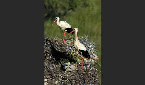 Weißstorch (Ciconia ciconia)