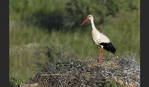 Weißstorch (Ciconia ciconia)