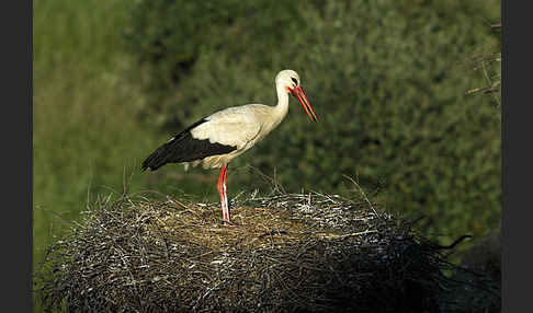 Weißstorch (Ciconia ciconia)