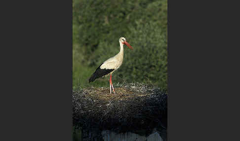 Weißstorch (Ciconia ciconia)