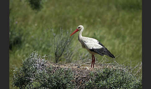 Weißstorch (Ciconia ciconia)