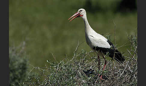 Weißstorch (Ciconia ciconia)