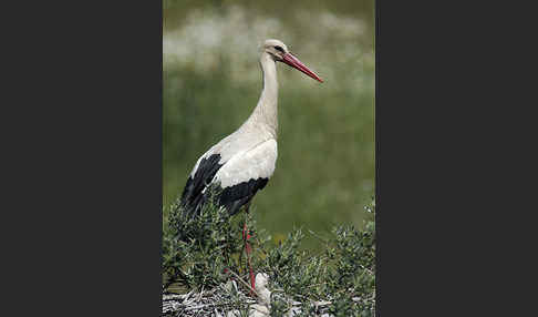 Weißstorch (Ciconia ciconia)