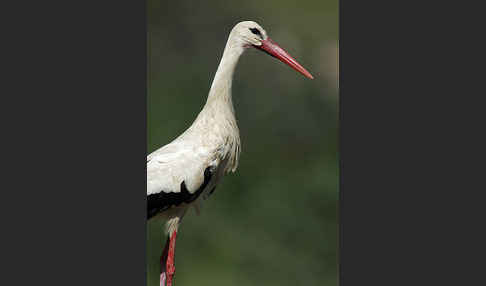 Weißstorch (Ciconia ciconia)