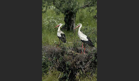 Weißstorch (Ciconia ciconia)