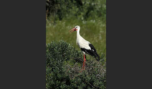 Weißstorch (Ciconia ciconia)