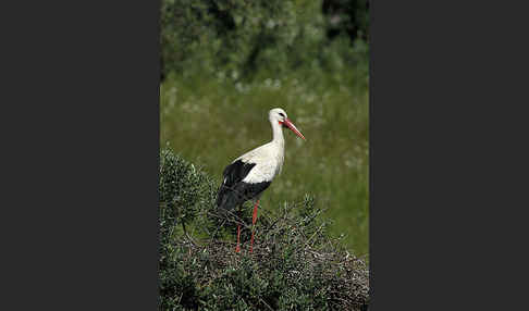 Weißstorch (Ciconia ciconia)