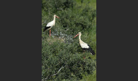 Weißstorch (Ciconia ciconia)