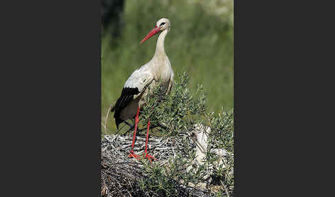 Weißstorch (Ciconia ciconia)