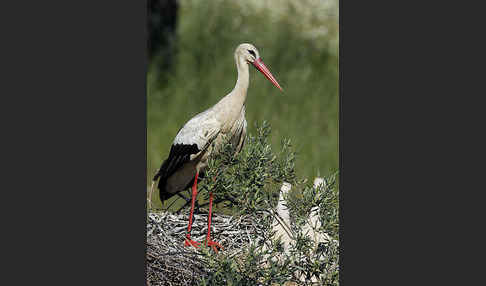 Weißstorch (Ciconia ciconia)