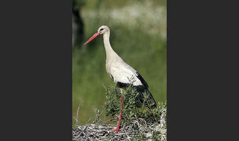 Weißstorch (Ciconia ciconia)