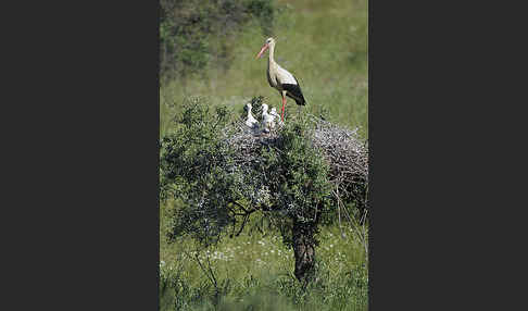 Weißstorch (Ciconia ciconia)