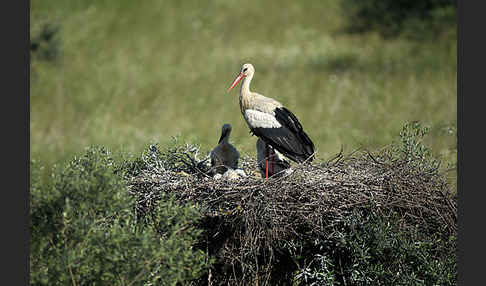 Weißstorch (Ciconia ciconia)