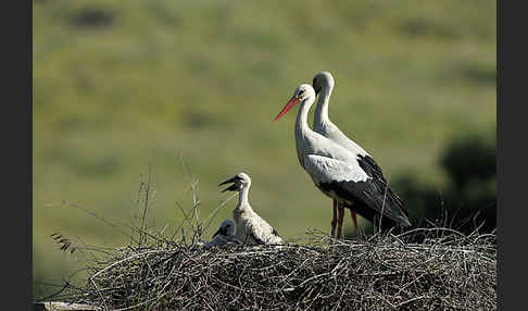 Weißstorch (Ciconia ciconia)