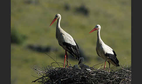 Weißstorch (Ciconia ciconia)