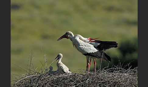 Weißstorch (Ciconia ciconia)