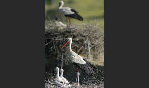 Weißstorch (Ciconia ciconia)