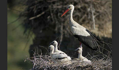 Weißstorch (Ciconia ciconia)