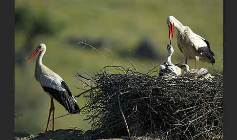 Weißstorch (Ciconia ciconia)