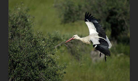 Weißstorch (Ciconia ciconia)