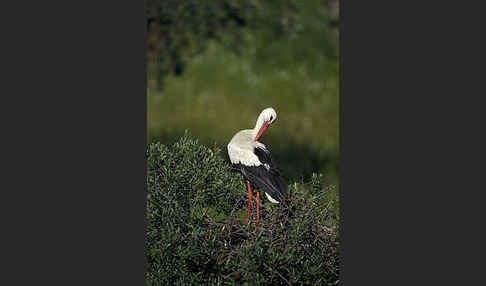 Weißstorch (Ciconia ciconia)