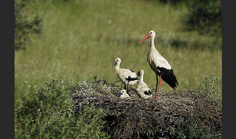 Weißstorch (Ciconia ciconia)