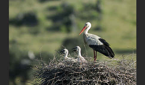 Weißstorch (Ciconia ciconia)