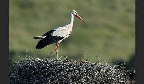 Weißstorch (Ciconia ciconia)