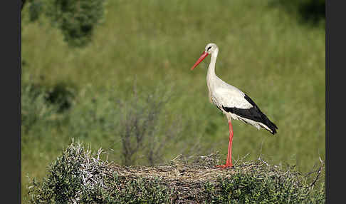 Weißstorch (Ciconia ciconia)