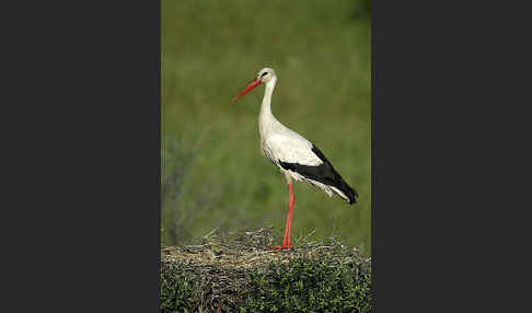 Weißstorch (Ciconia ciconia)