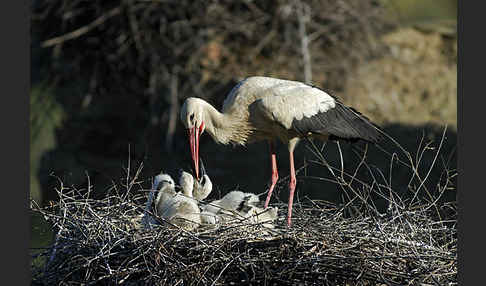 Weißstorch (Ciconia ciconia)