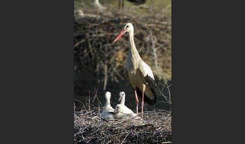 Weißstorch (Ciconia ciconia)