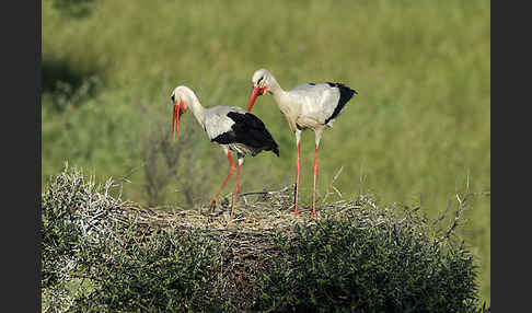 Weißstorch (Ciconia ciconia)