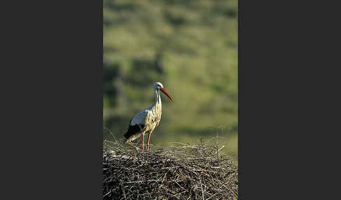 Weißstorch (Ciconia ciconia)