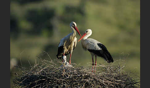 Weißstorch (Ciconia ciconia)