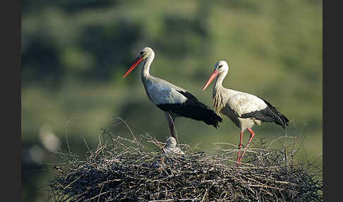 Weißstorch (Ciconia ciconia)