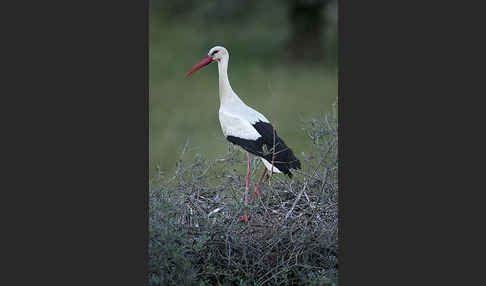 Weißstorch (Ciconia ciconia)