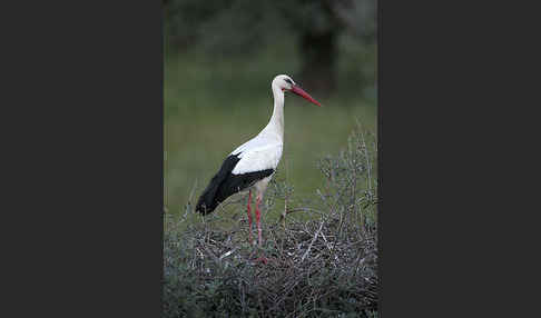 Weißstorch (Ciconia ciconia)